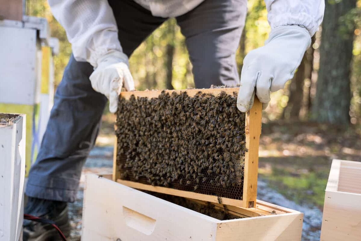 How Beekeepers Can Manage Honey Bee Stings