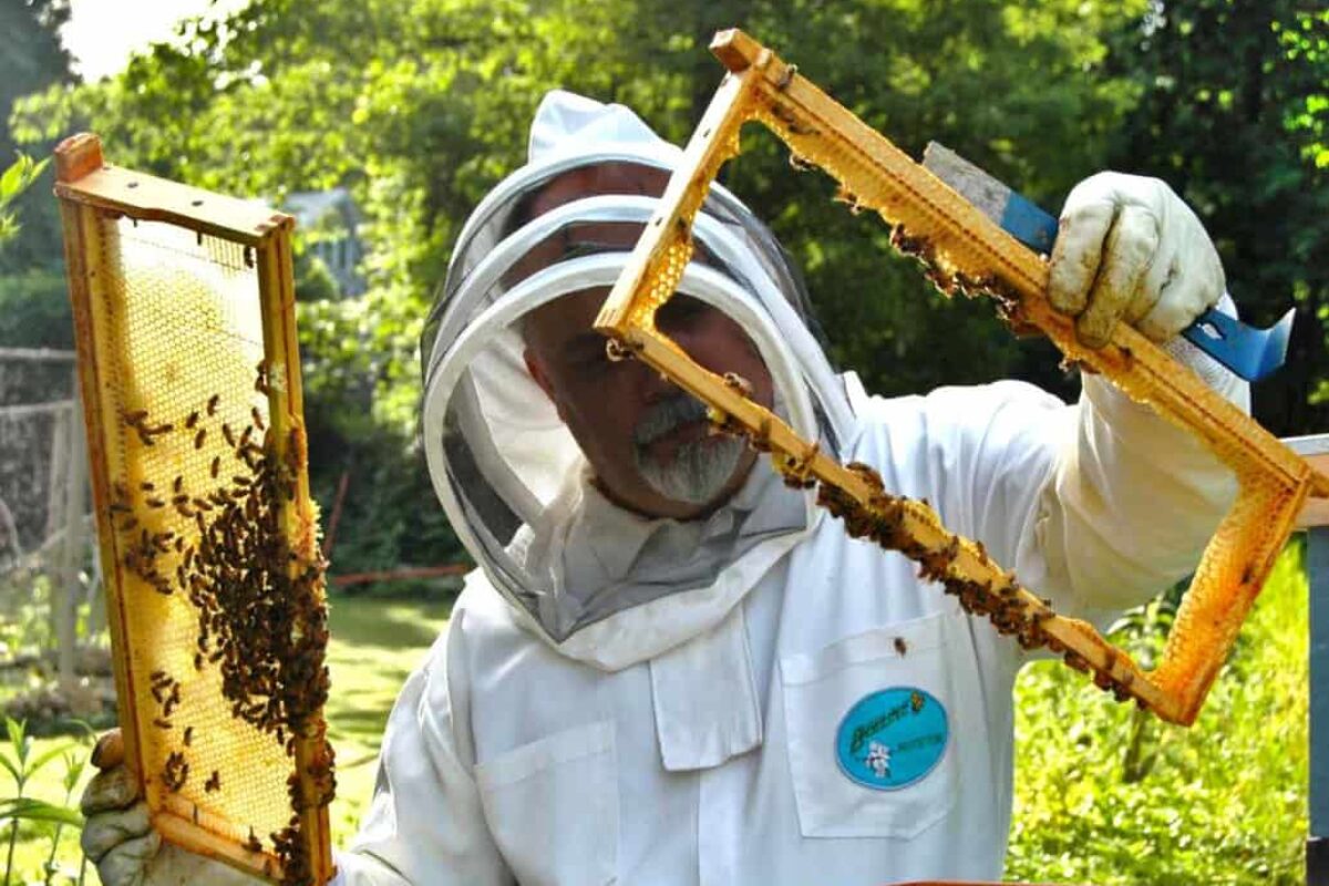 Harvest Delicious Honey From Your Own Beehive – Start Beekeeping and Reap the Sweet Rewards!