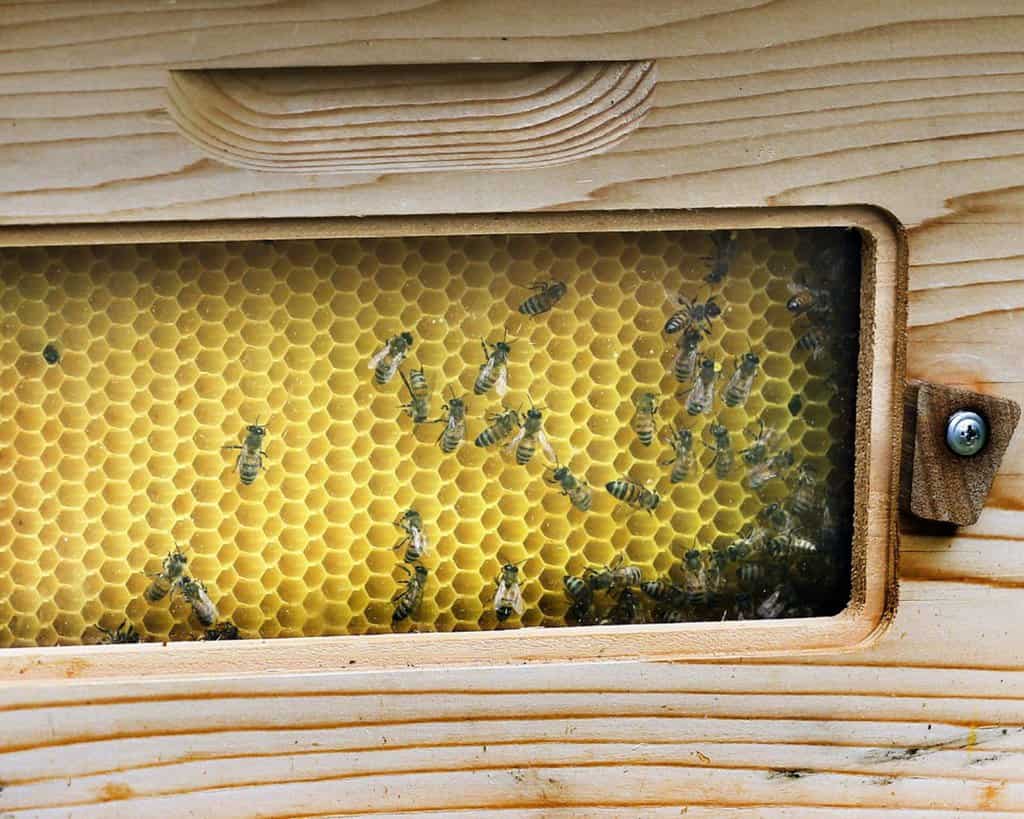 Honey In The Hive
