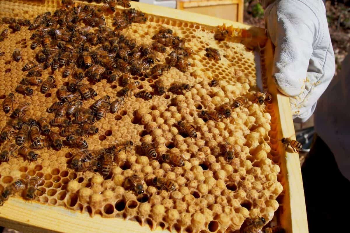 Unlock the Secrets of Beekeeping with a Home for Your Honeybees: Building a Honeybee Nest