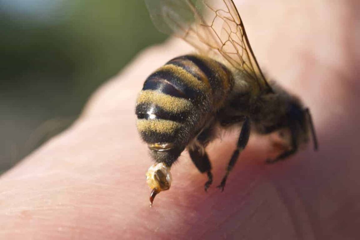 Beekeeping: Everything You Need to Know About Honeybee Stingers
