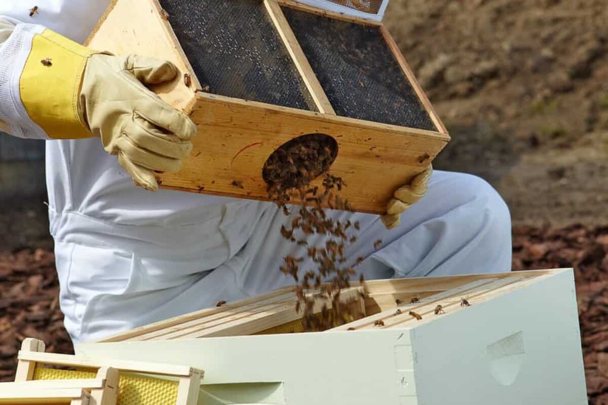 How Bees Make Hives: An Essential Guide to Beekeeping