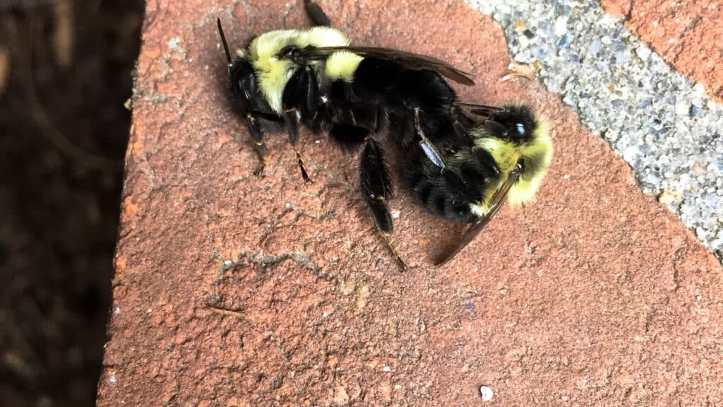The beekeeper s guide to understanding how do bees breed my