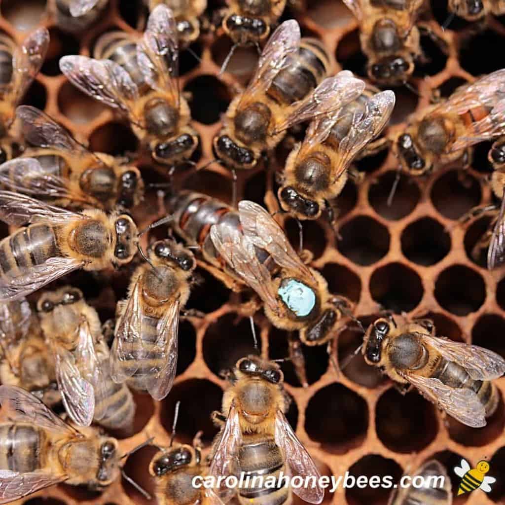How Does A Queen Bee Look Like?