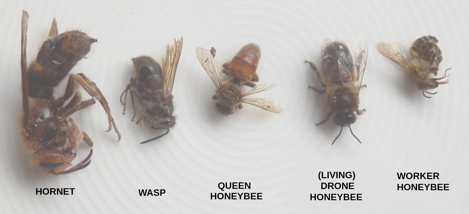 How Does A Queen Bee Mate?