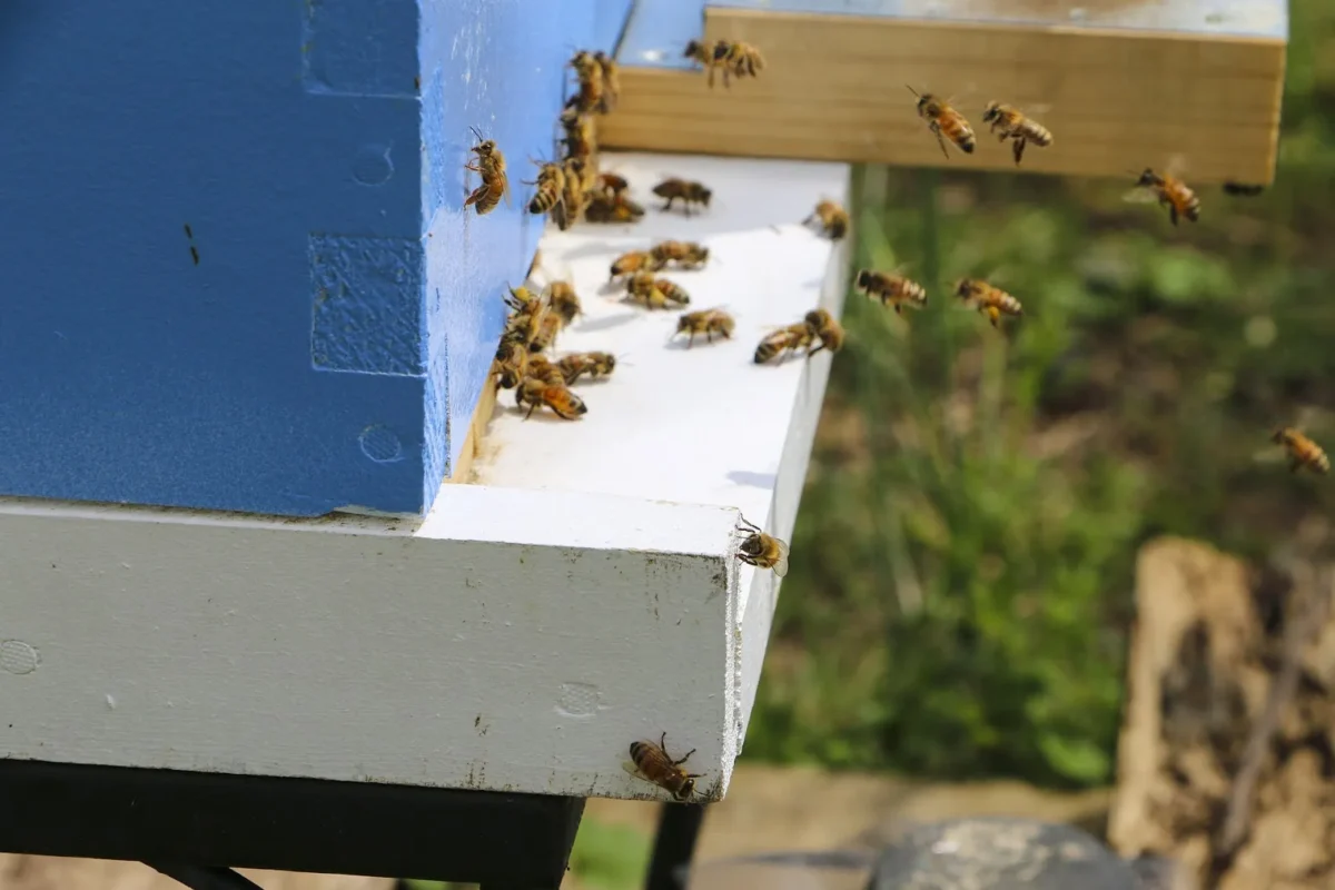 Uncovering the Lifespan of a Bee Nest: How Long Does a Bee Nest Last in Beekeeping?