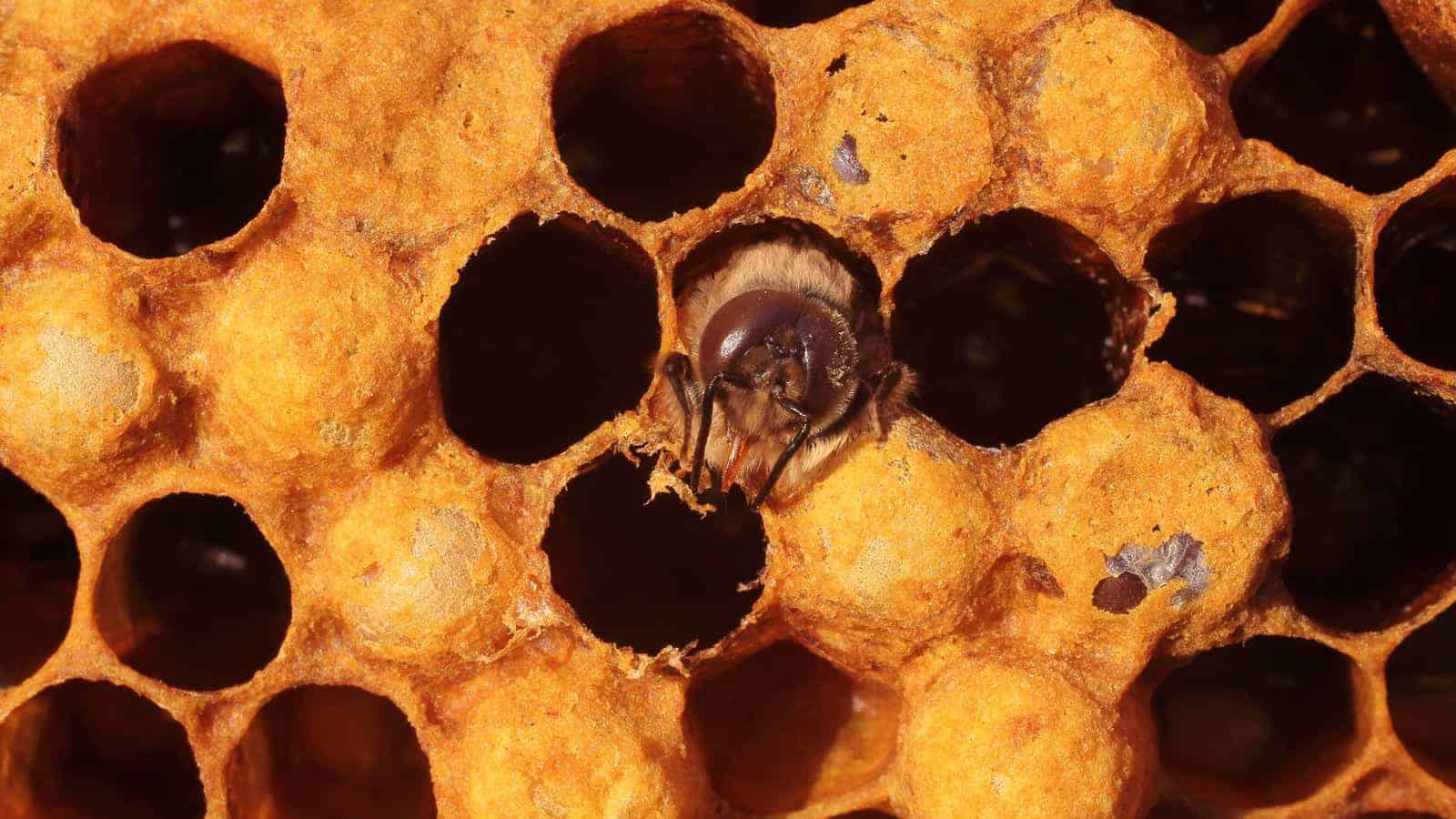 How Often Do Honey Bees Mate?