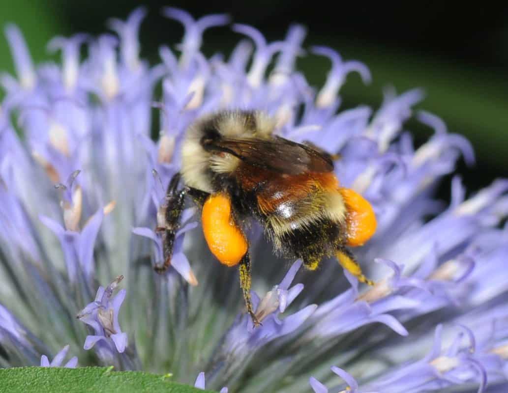 How To Attract Bumblebees With Orange Legs