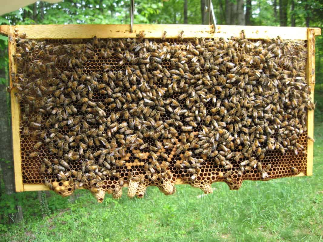 How To Attract More Bees