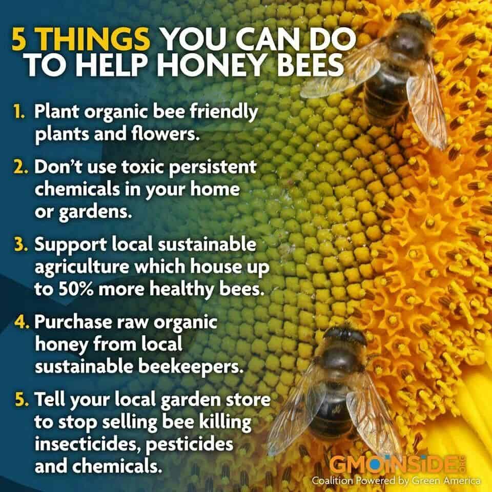 How To Care For A Bumblebee