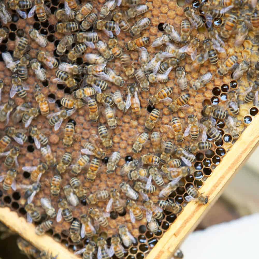 How To Care For A Small Bee Hive