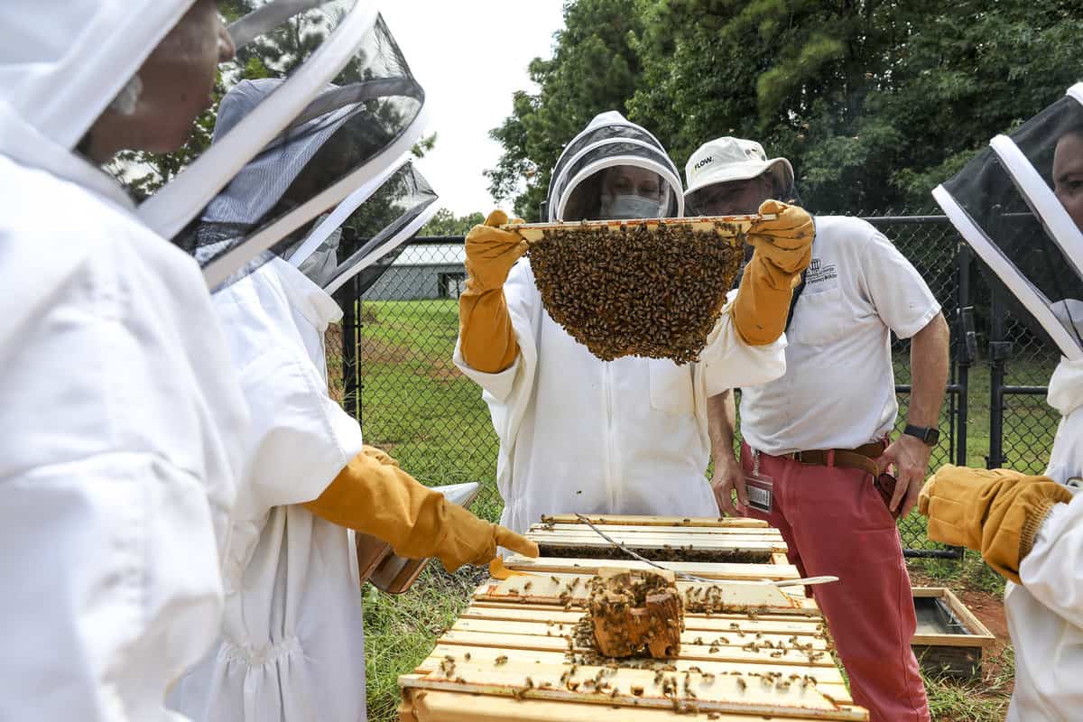 How To Care For Common Honeybee