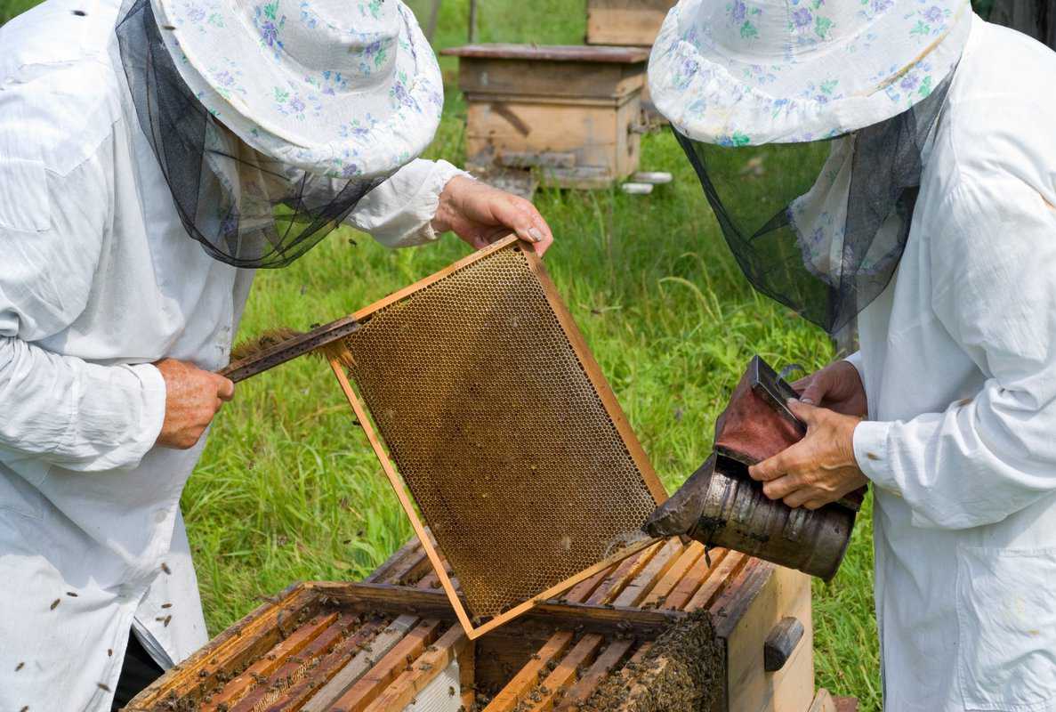How To Introduce Two Queen Bees Into A Hive