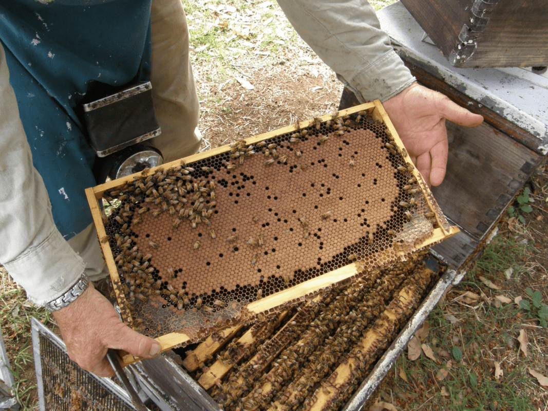 How To Keep Your Hive Healthy