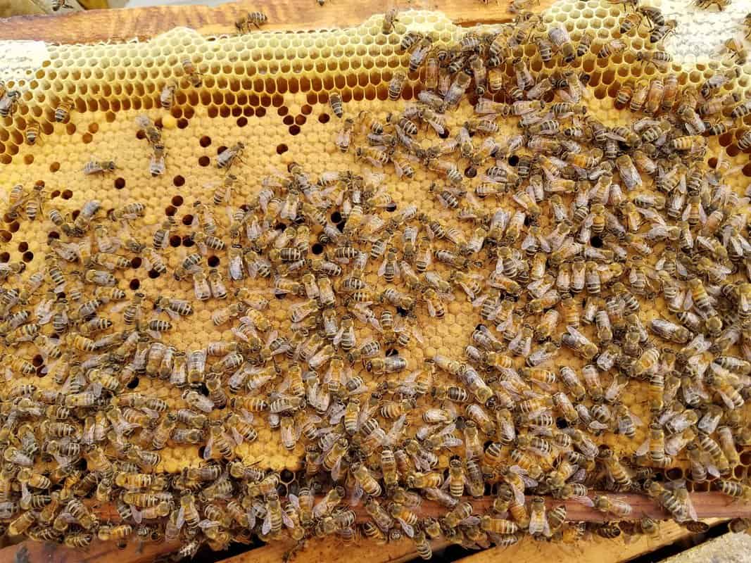 How To Purchase A Queen Bee