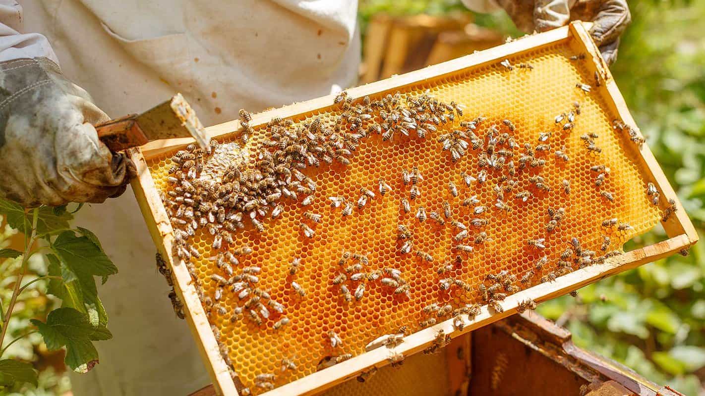 How To Re-Liquify Honey