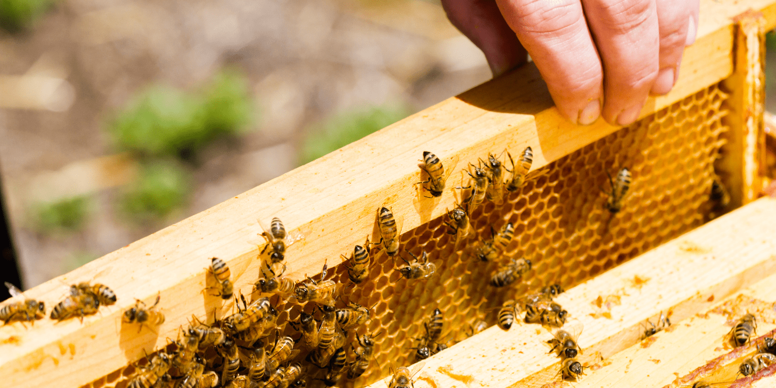 How To Revive Honey