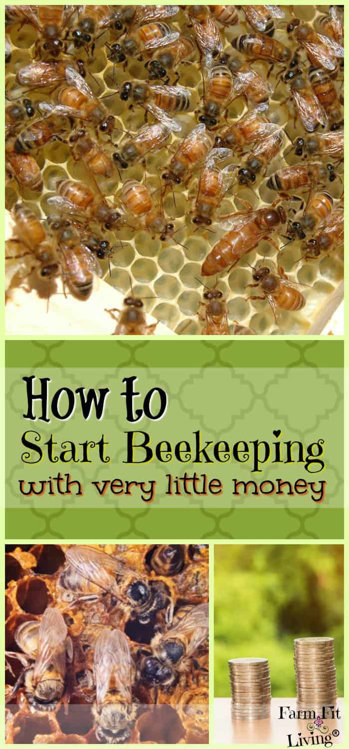 How To Start Beekeeping