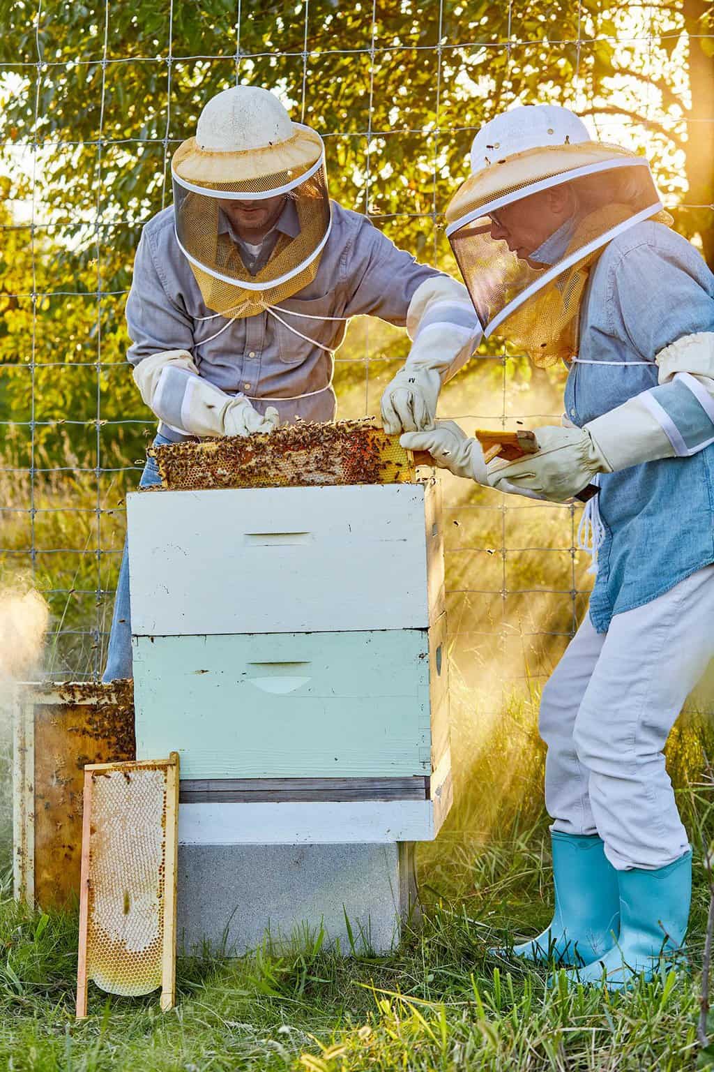 How To Start Beekeeping With A Big Stinger
