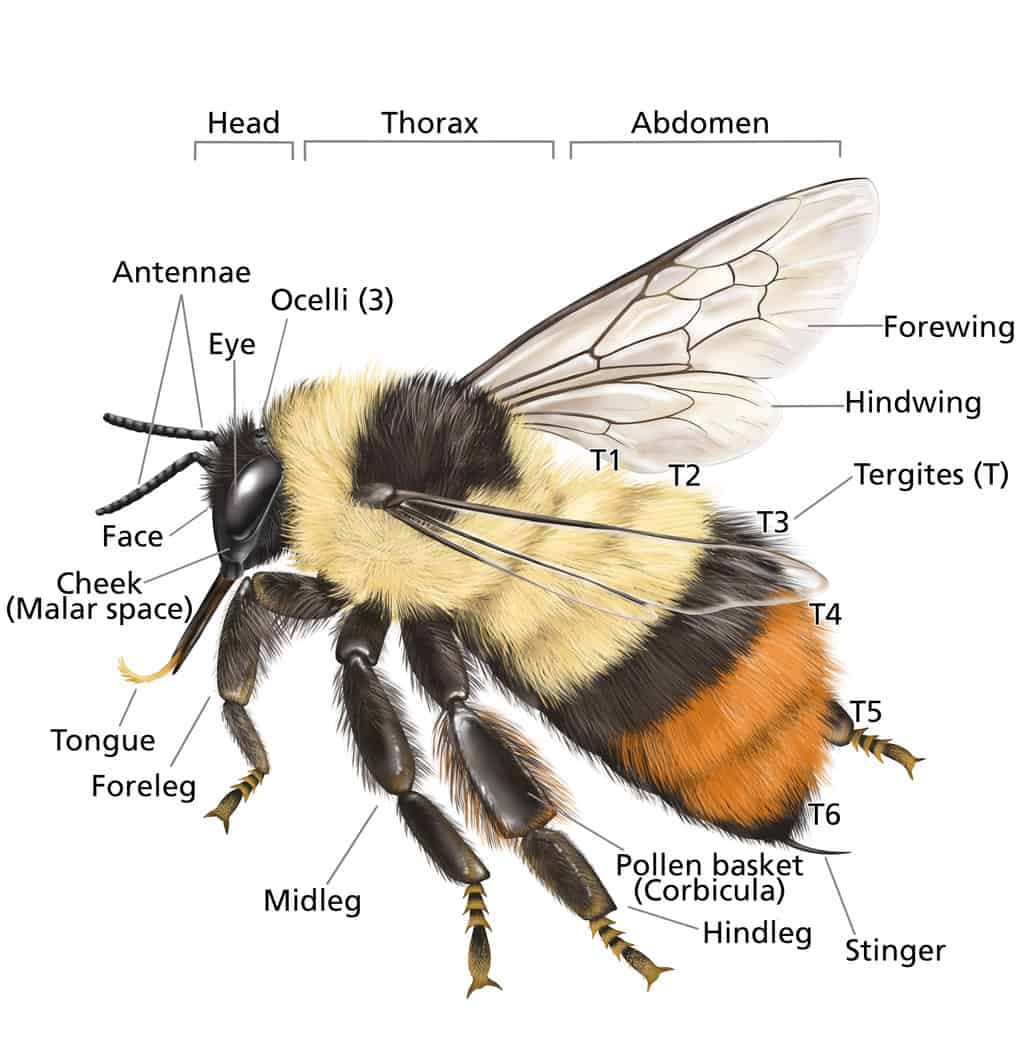 Identification Of Bumblebees With Orange Legs