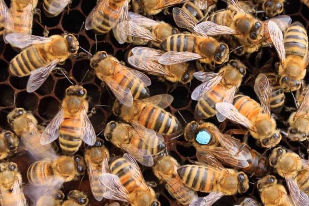 How to Identify a Bee: A Guide to Beekeeping