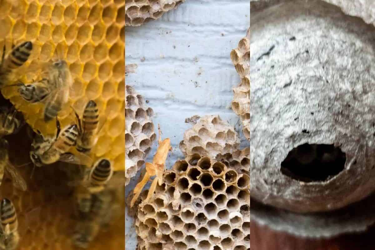 How to Identify Bee Hives: A Beginner’s Guide to Beekeeping