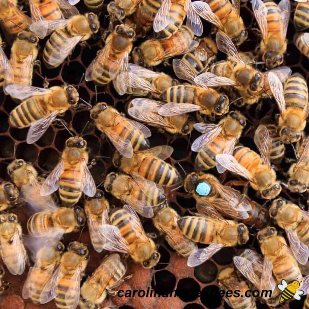 Identifying A Queen Bee