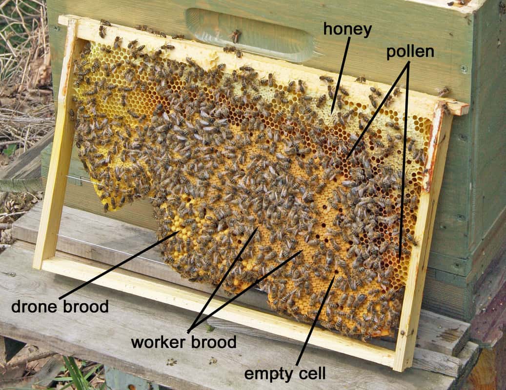 Identifying Bee Hives: