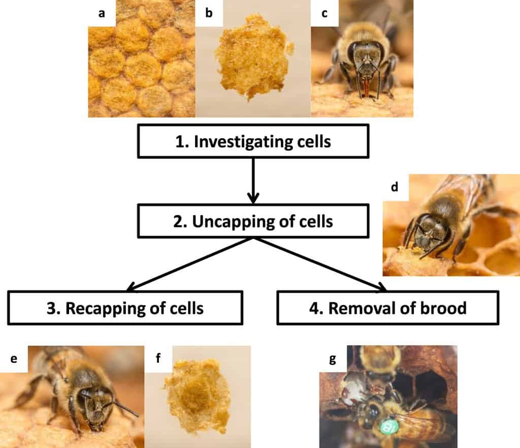 Impact Of Bee Size