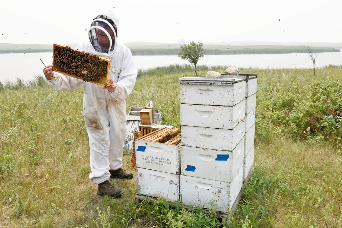 Impact Of Bleach On Bee Colonies