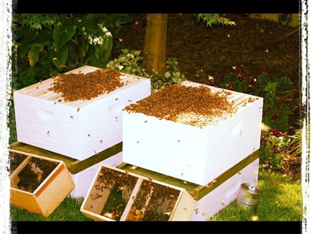 Installing A Bee Colony