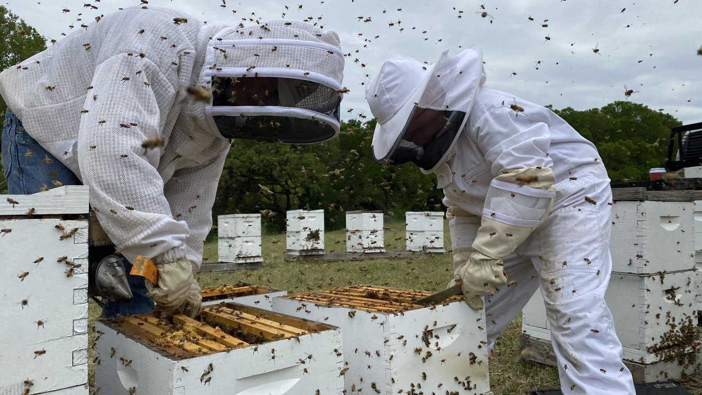 Interacting With A Bee Family