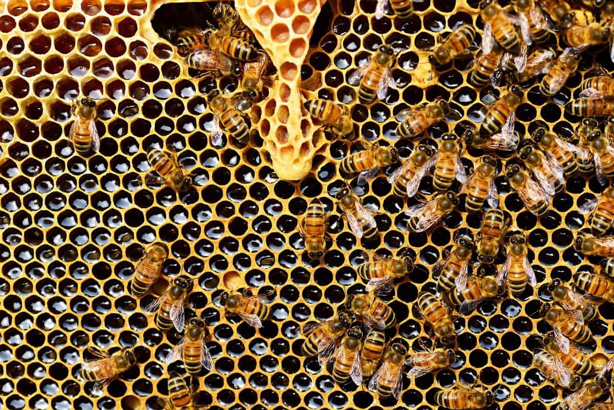 Introducing The Bees To The Hive