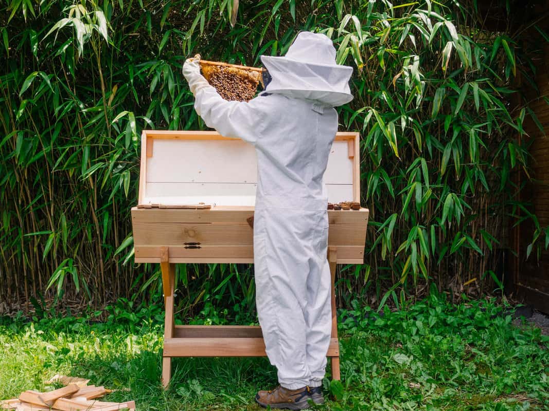 Is It Safe To Be Around Bees?