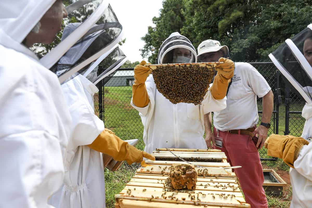 Keeping The Hive Healthy