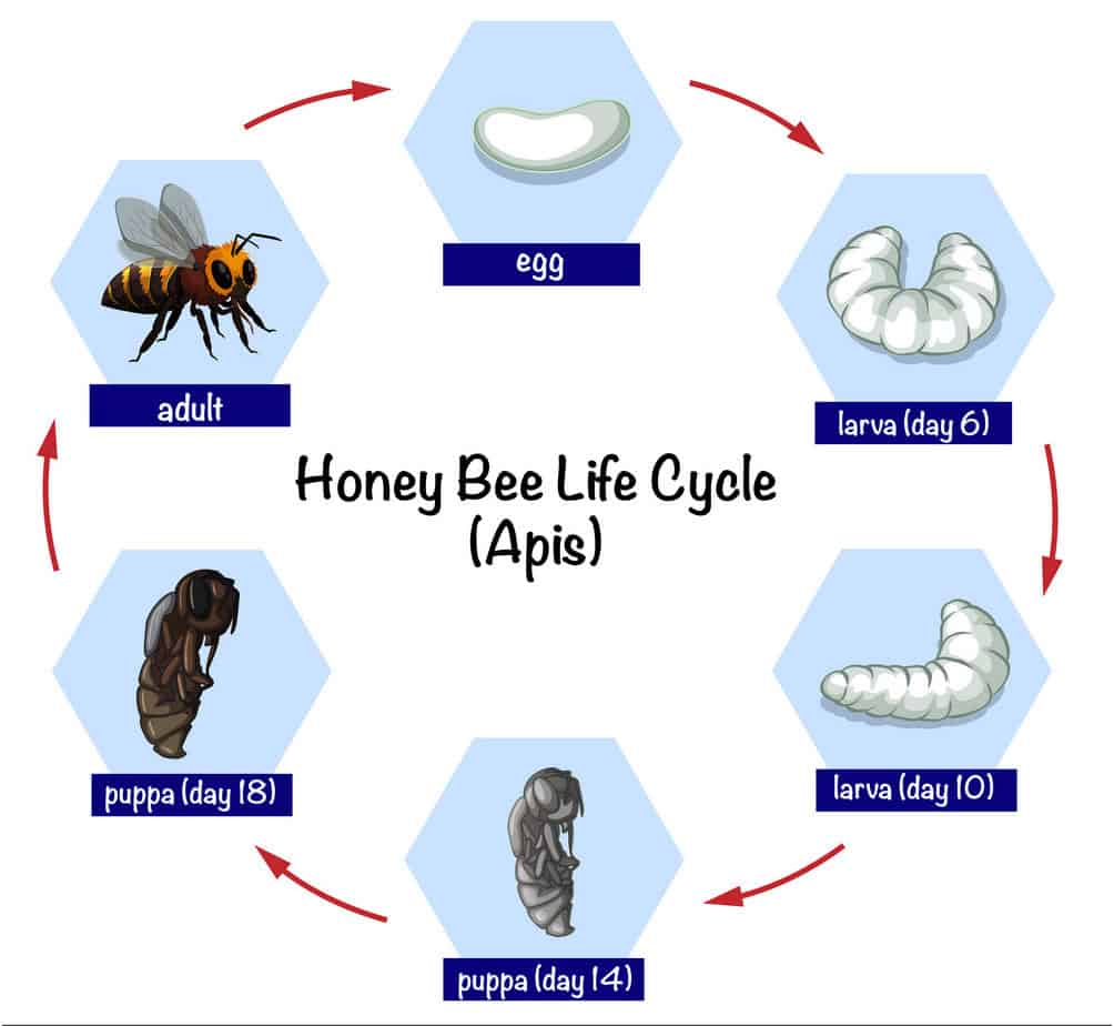 - Life Cycle Of Bees