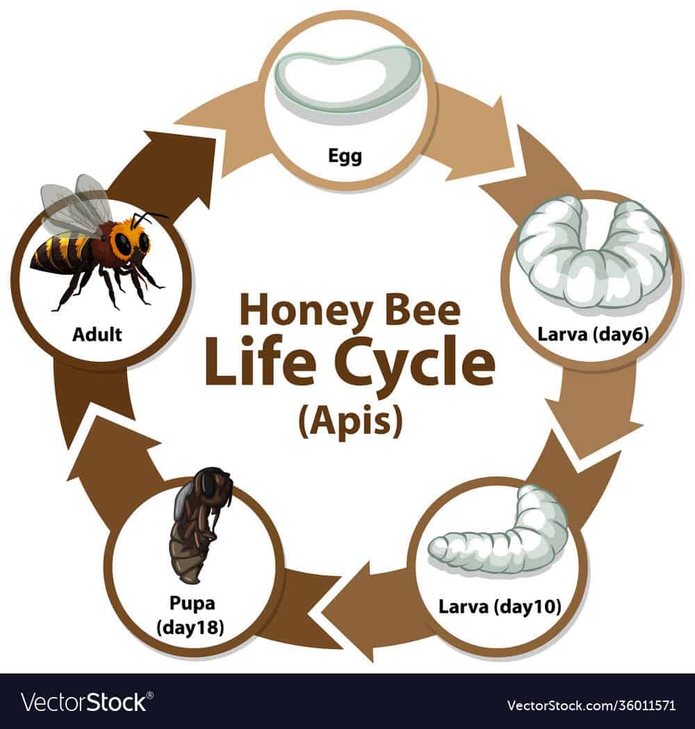 Life Cycle Of Common Honeybee