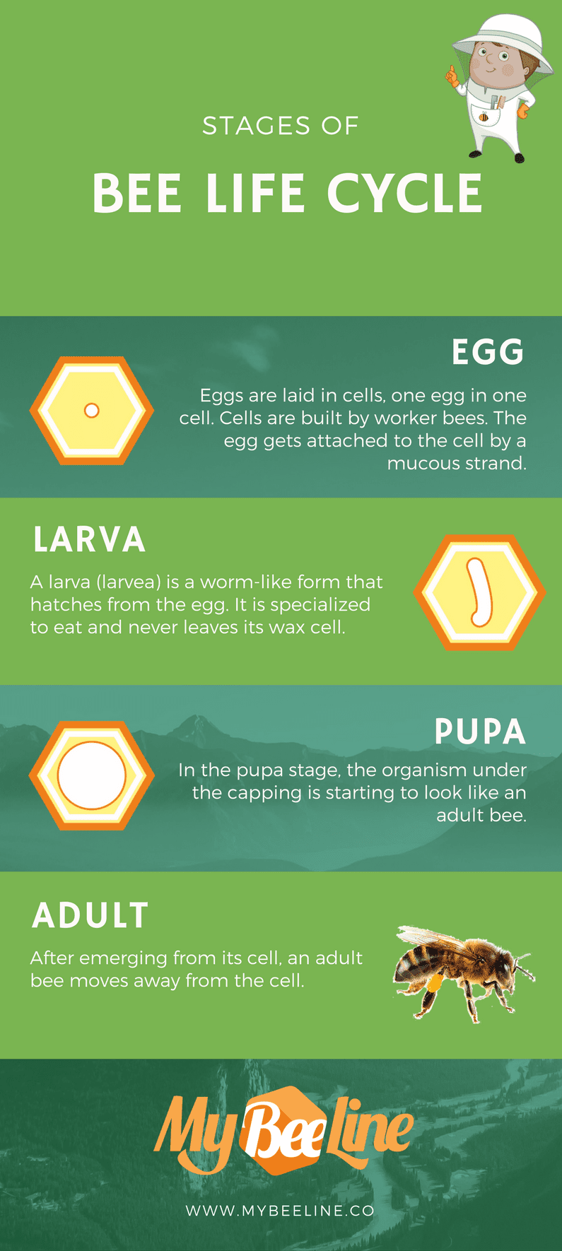 Lifespan Of Male Bees