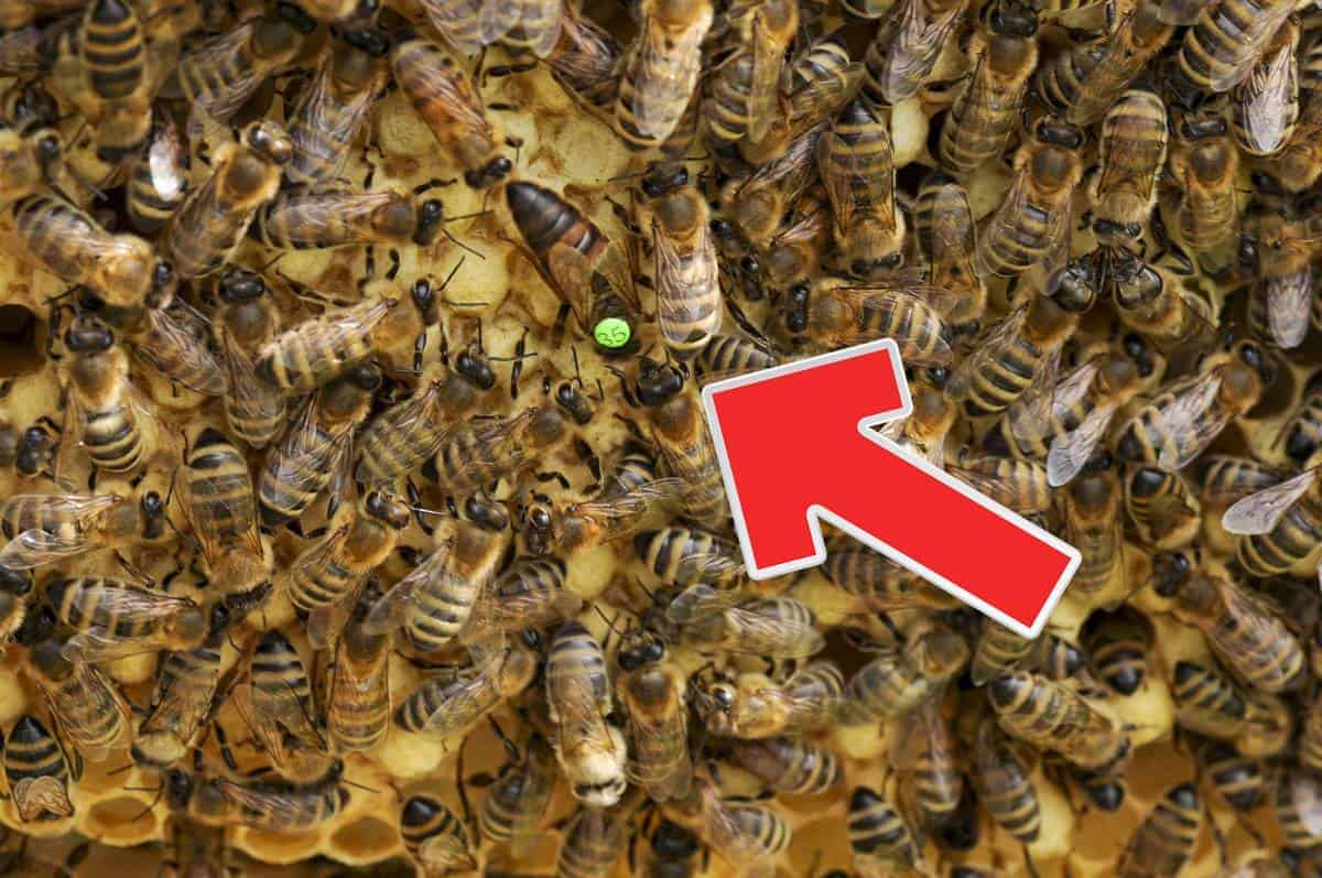 Locating A Queen Bee