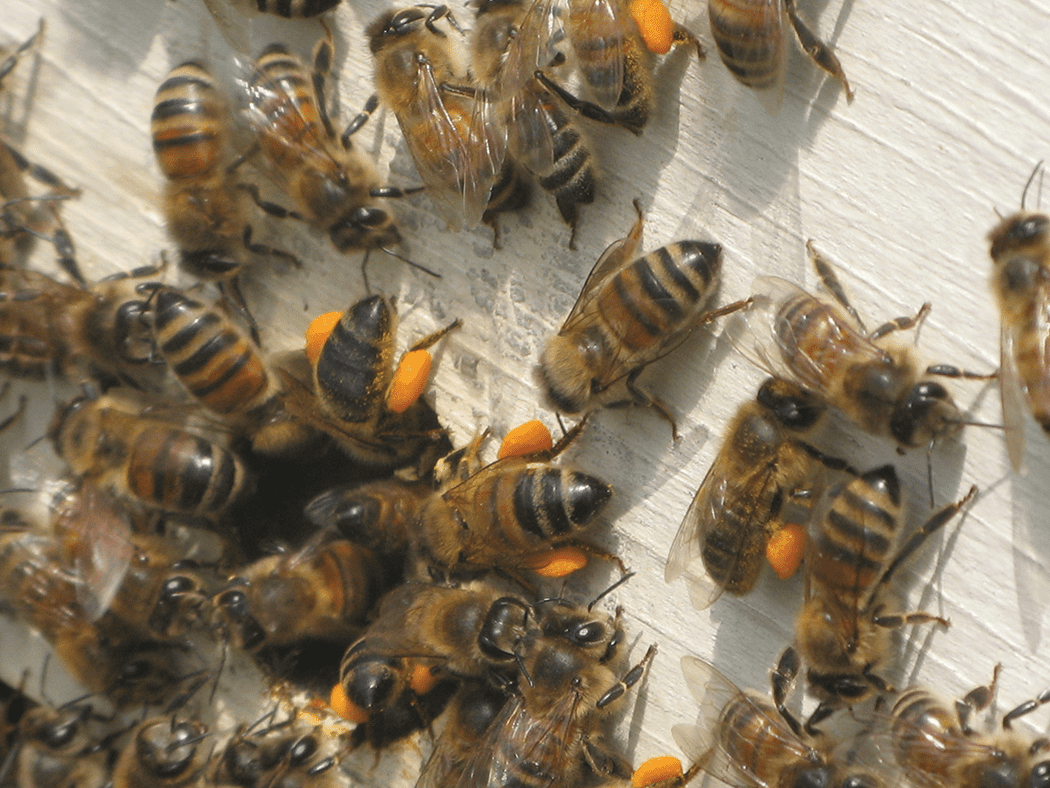 Male Bees And Pollen Collection