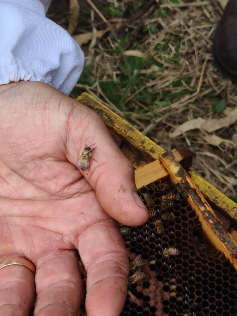 New Born Bees