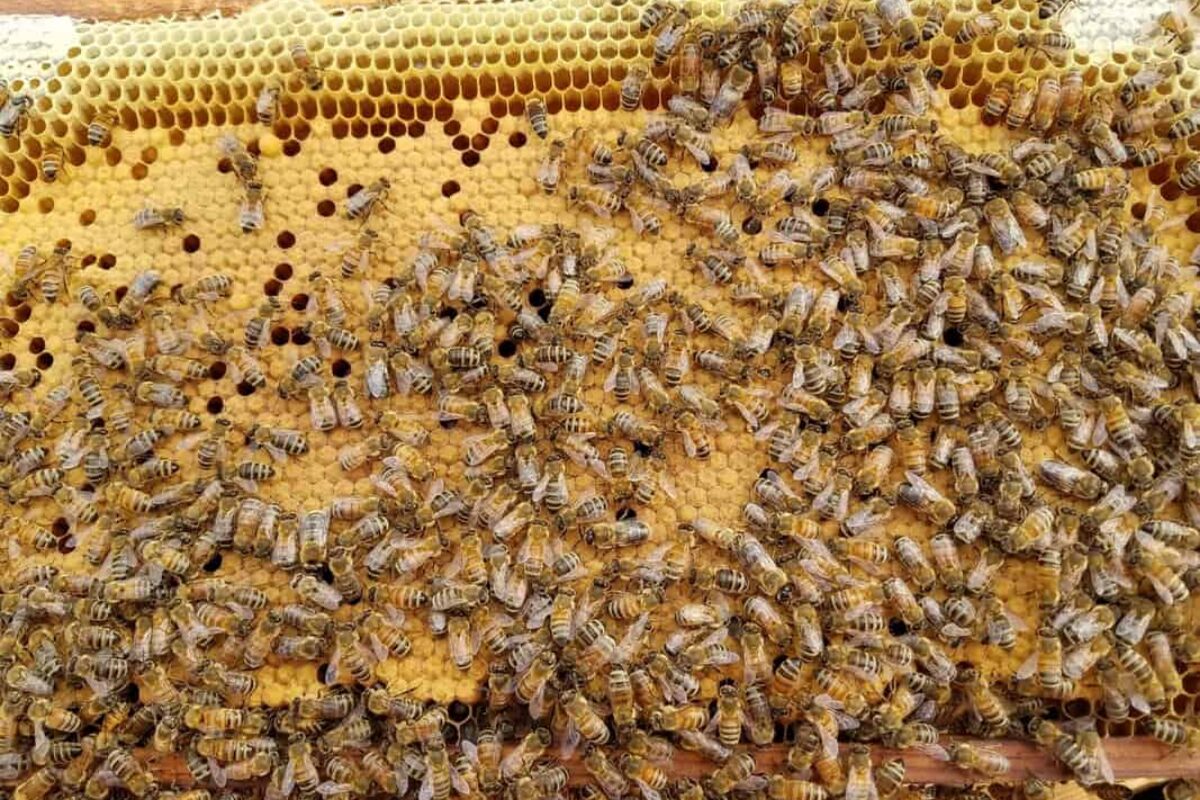 Welcome the New Queen Bee: Everything You Need to Know About Beekeeping