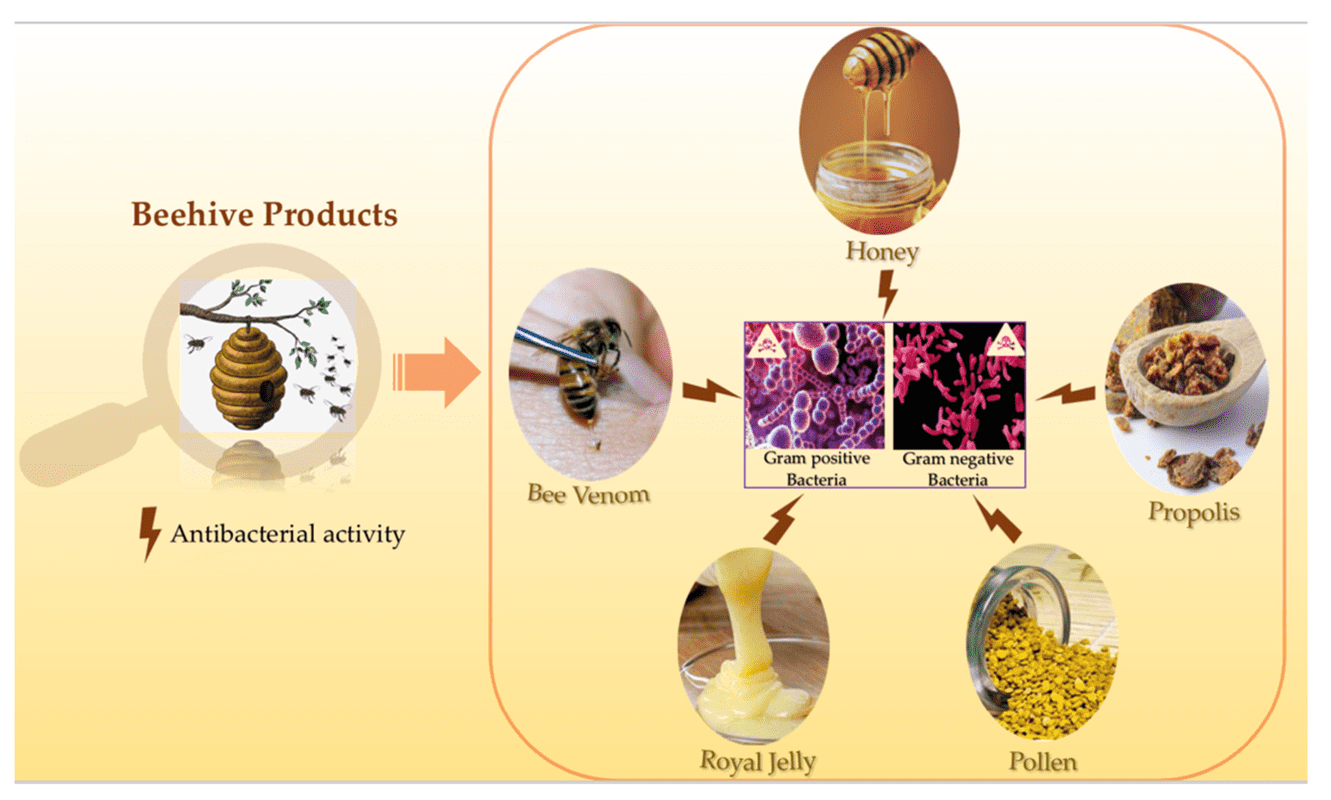 Overview Of Honey Bee Hive Identification