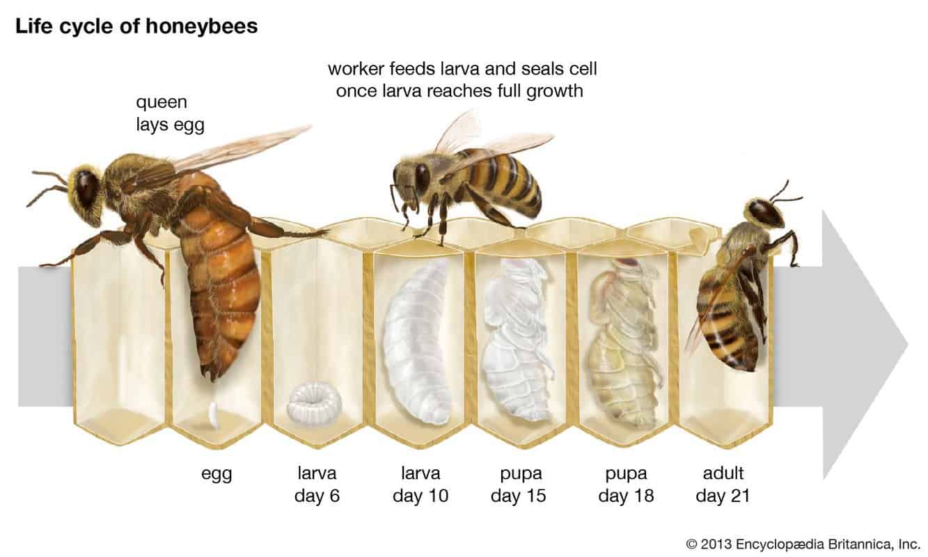 Overview Of The Honey Bee Family