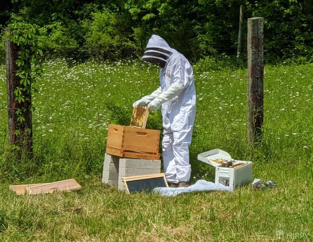 Potential Hazards Of Beekeeping With A Big Stinger