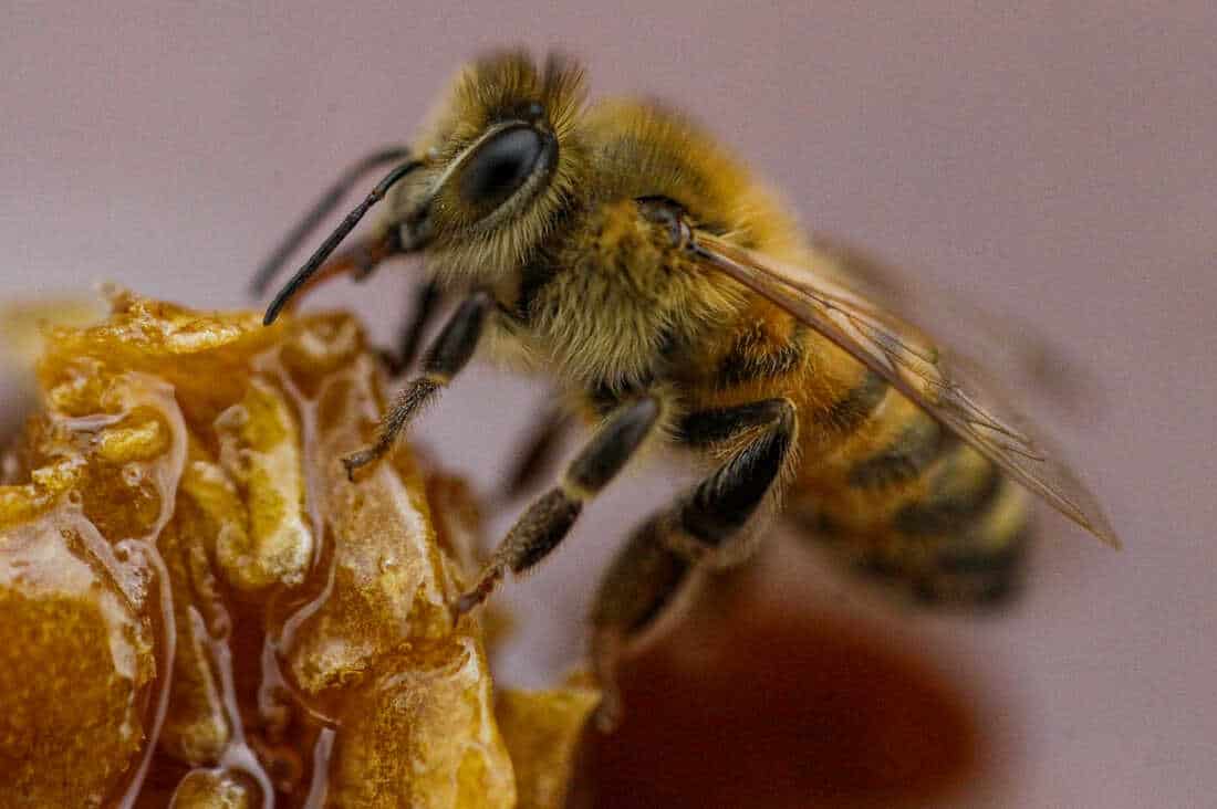 Potential Health Hazards Of Bumblebees With Orange Legs