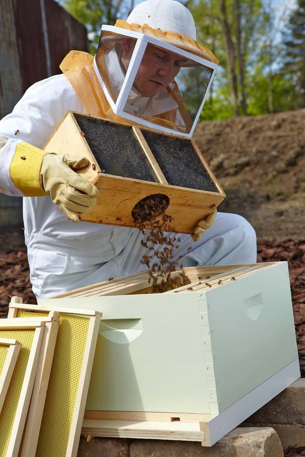 Preparation For Keeping A Bee Family