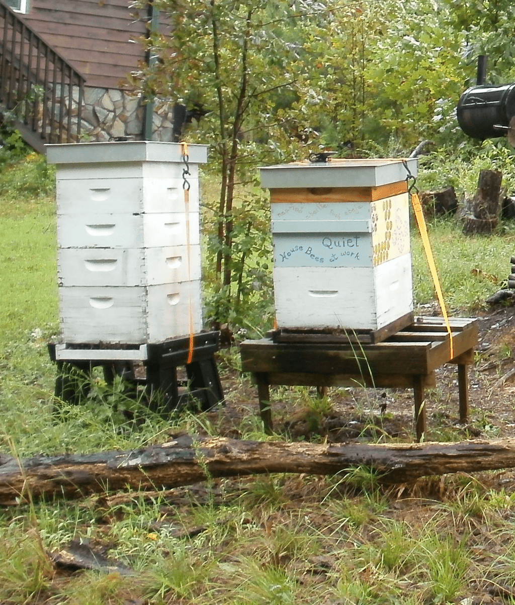 Protecting Your Domestic Bees From Predators