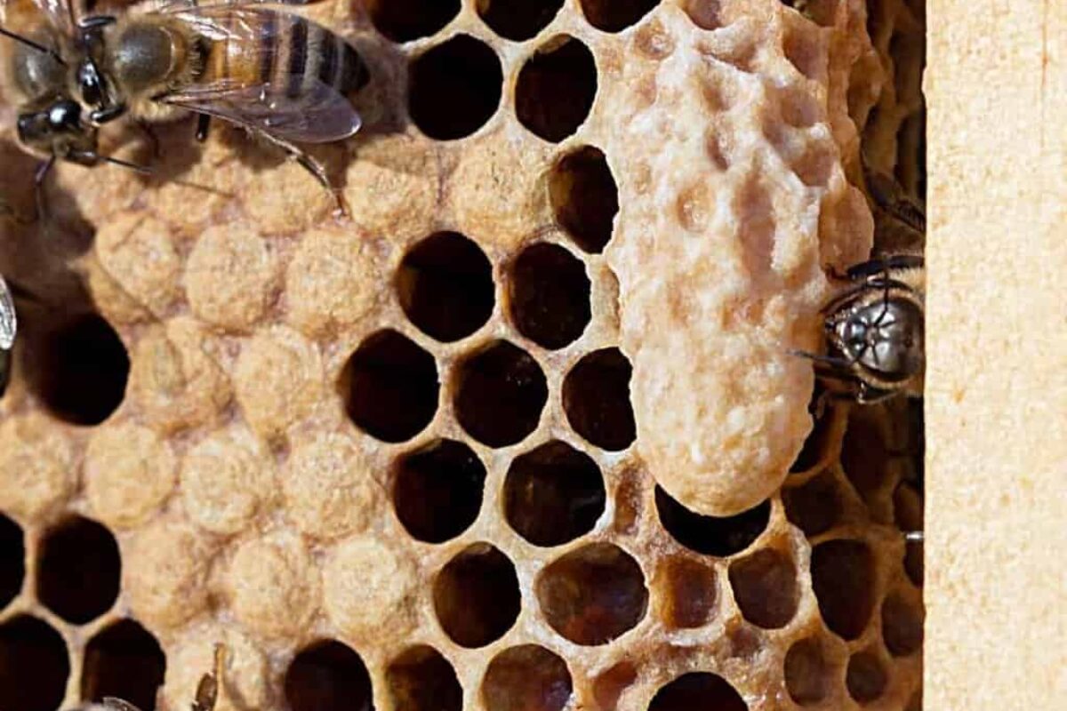 Everything You Need to Know about Queen Bee Egg and Beekeeping