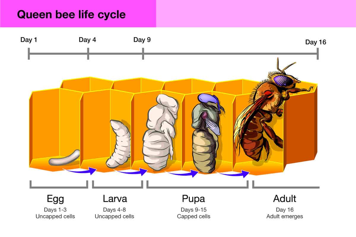 Queen Bee Life Cycle